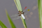 Libellula depressa